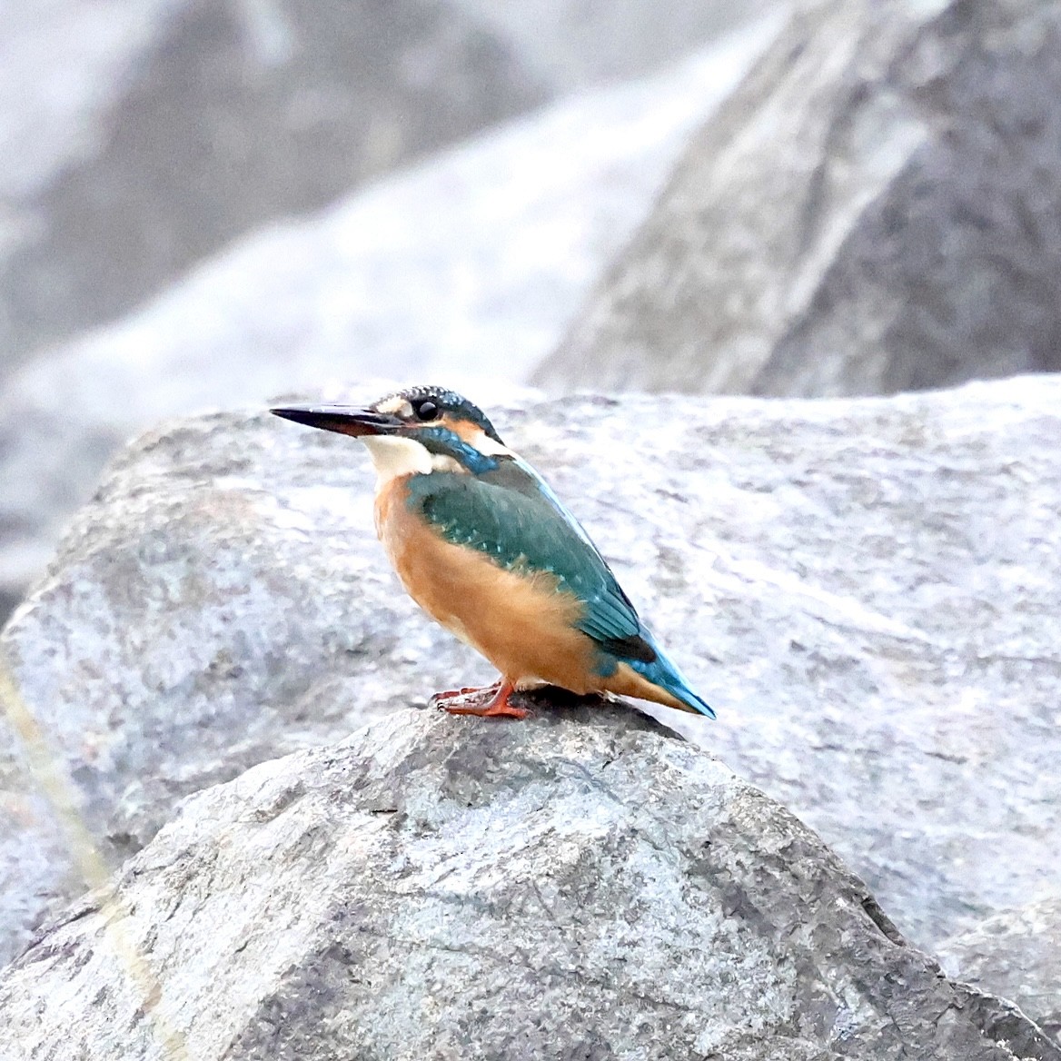 Рибалочка блакитний - ML647073643