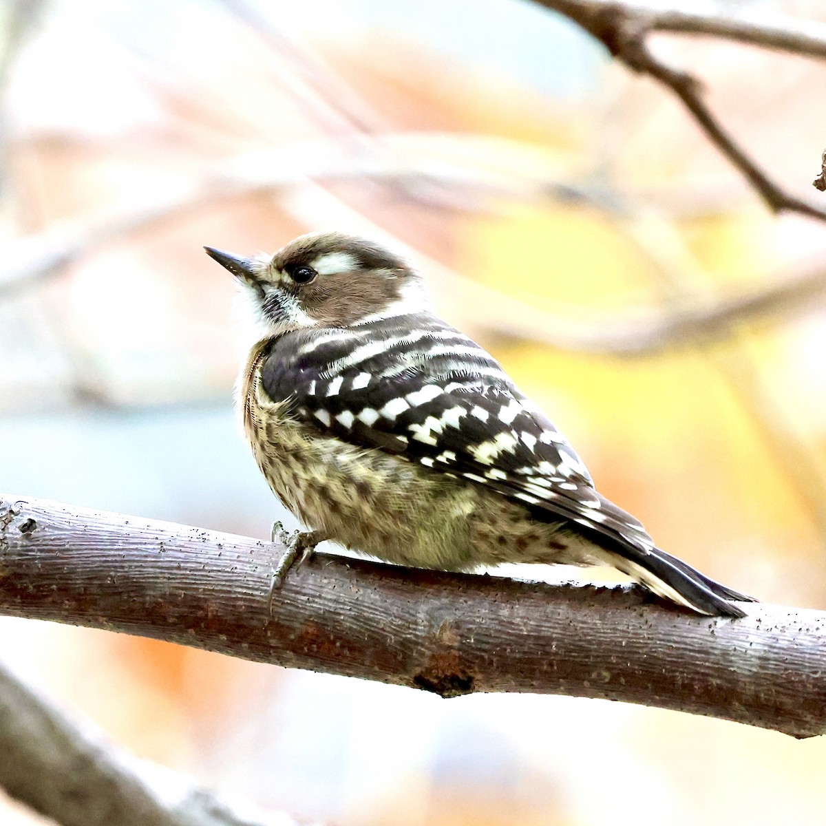 Дятел бурощокий - ML647073647