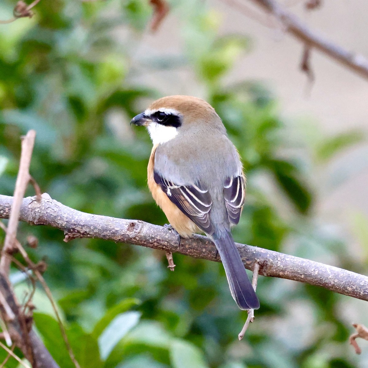 Сорокопуд японський - ML647073659