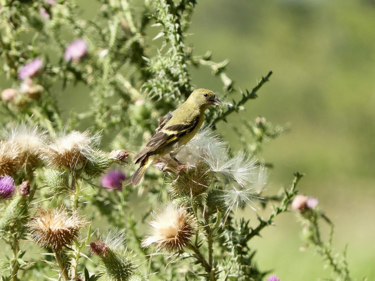 čížek jihoamerický - ML647073660