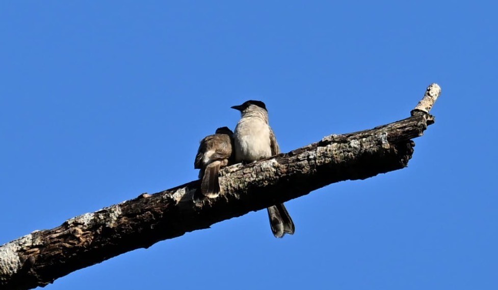 Sooty-headed Bulbul - ML647073666