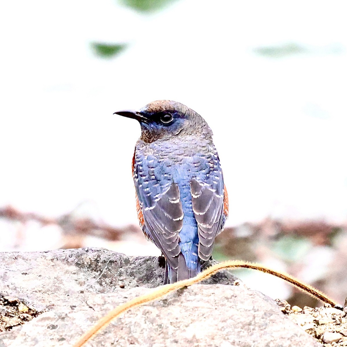 Скеляр синій - ML647073684