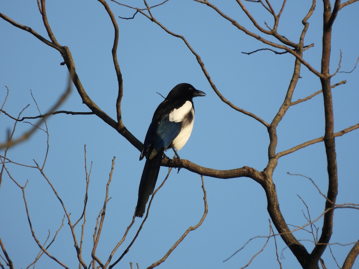 Orientelster - ML647073686