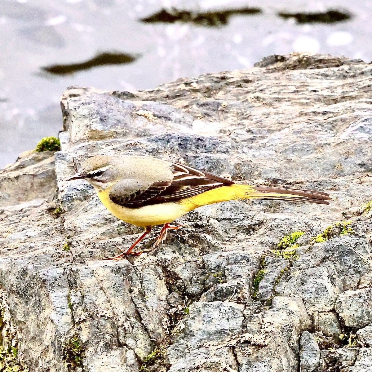 Плиска гірська - ML647073687