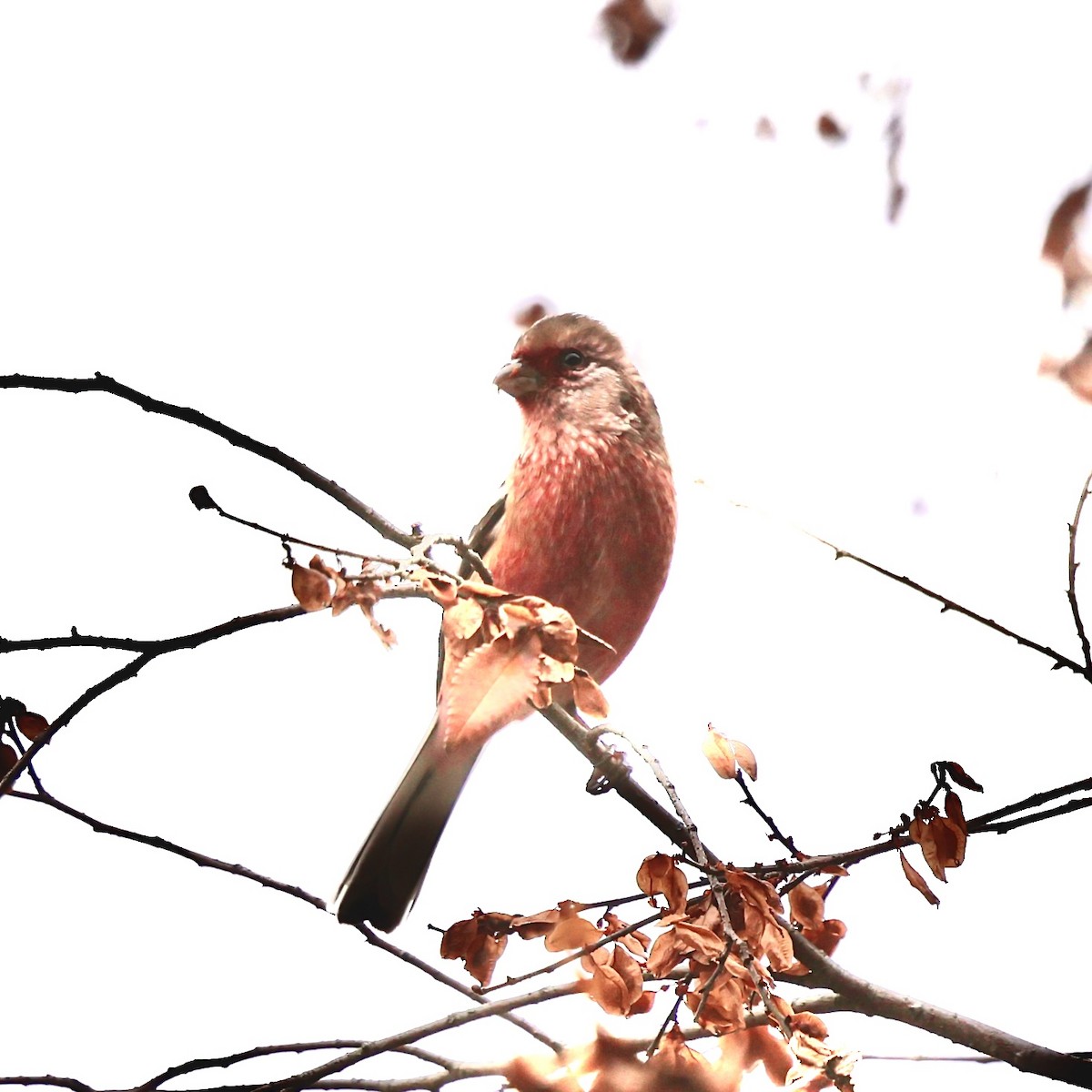 Урагус - ML647073693