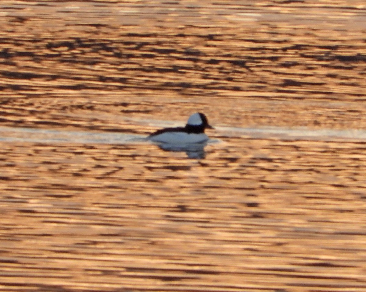 Bufflehead - ML647073696
