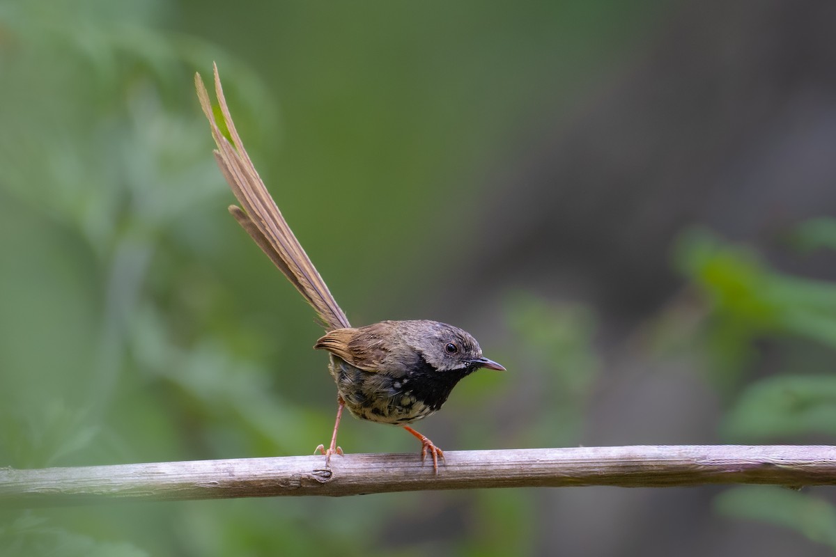 Black-throated Prinia - ML647073699