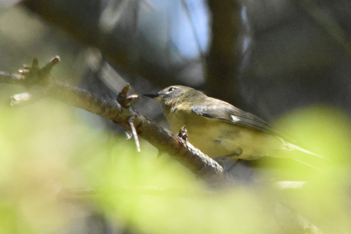 Black-throated Blue Warbler - ML647073715