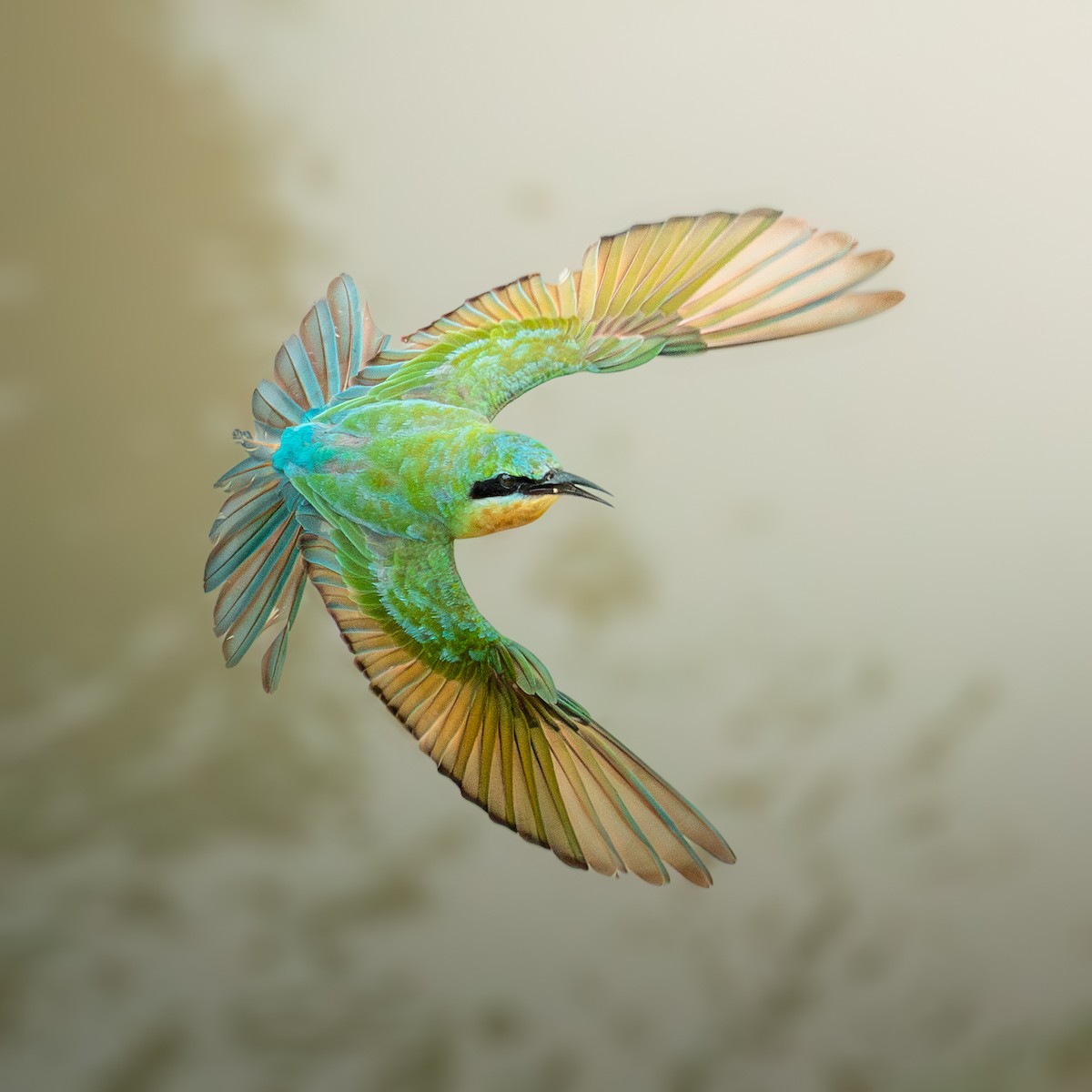 Blue-tailed Bee-eater - ML647073718