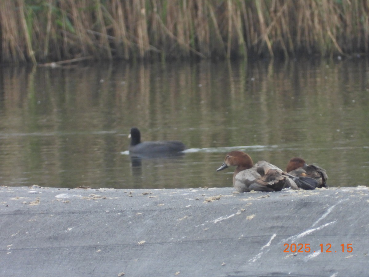 Common Pochard - ML647073720