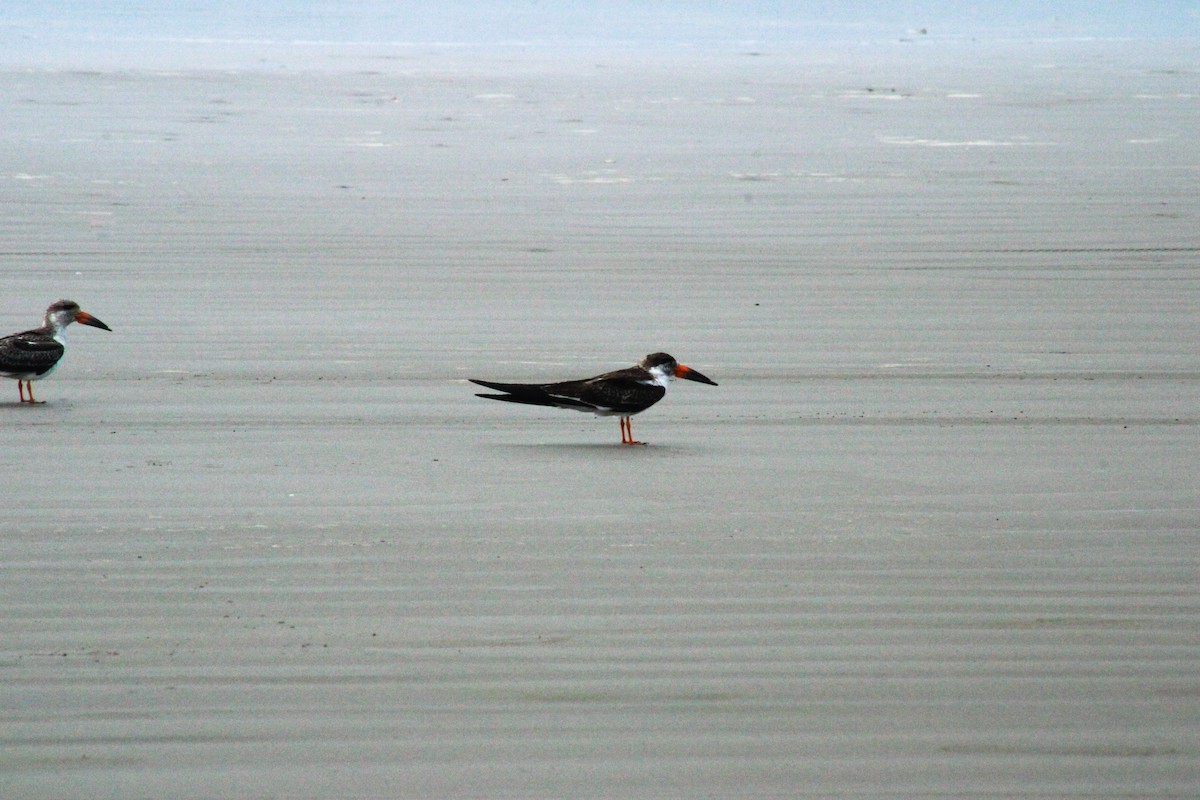 Amerikascherenschnabel - ML647073722