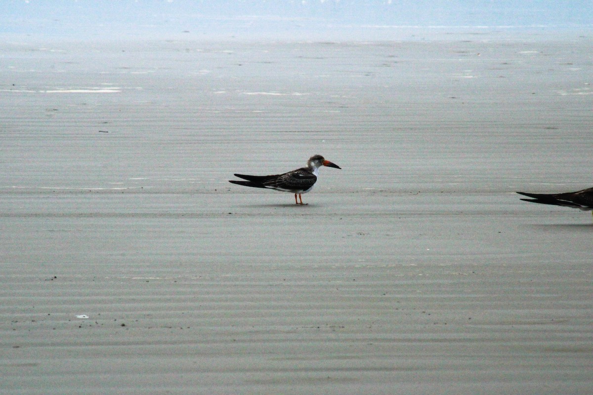 Amerikascherenschnabel - ML647073723