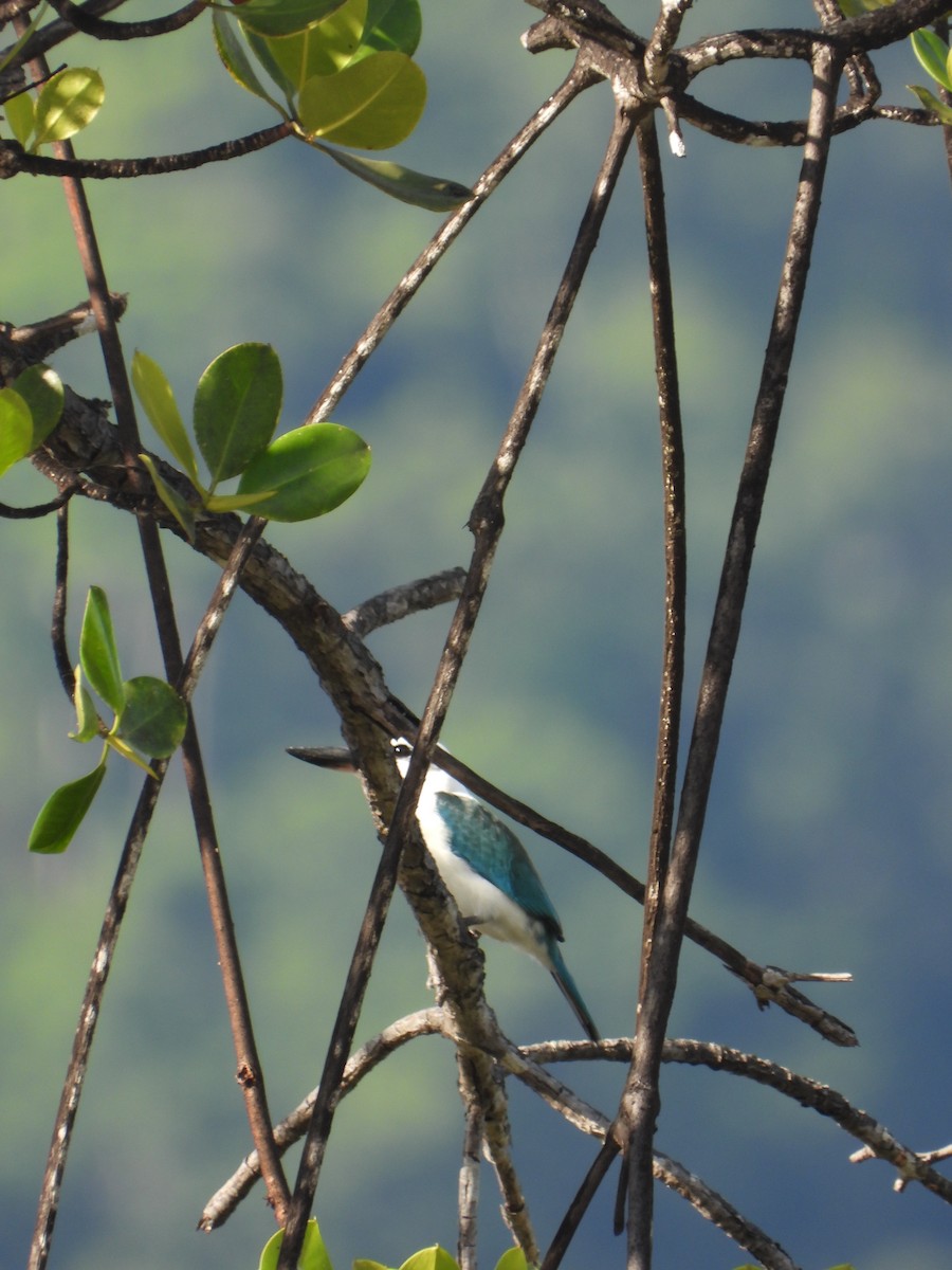 ledňáček plážový - ML647073770