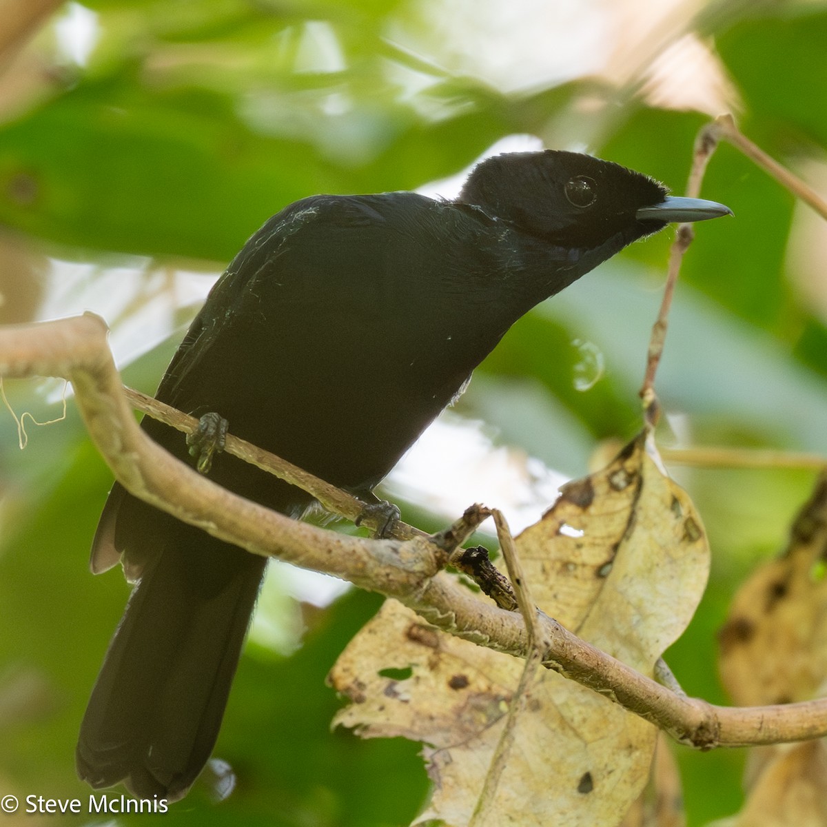 Shining Flycatcher - ML647073797