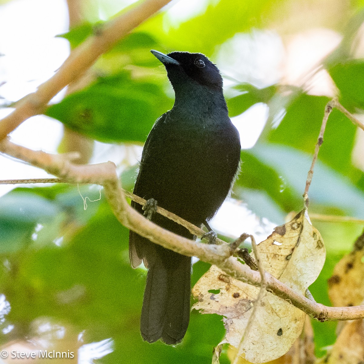 Shining Flycatcher - ML647073798