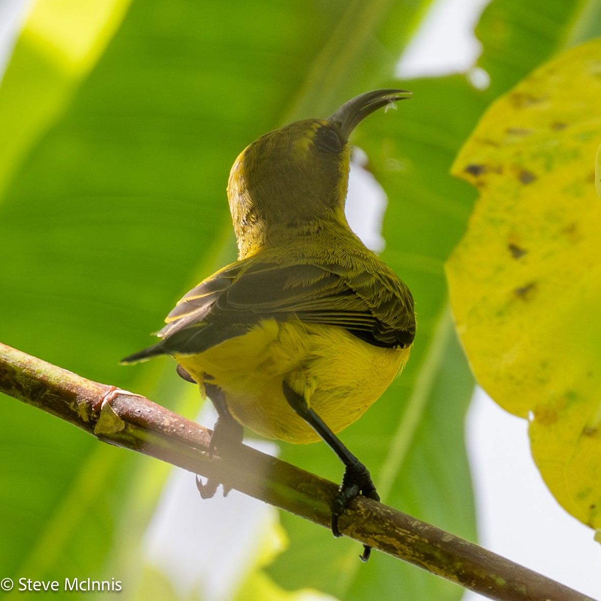 Sahul Sunbird - ML647073814