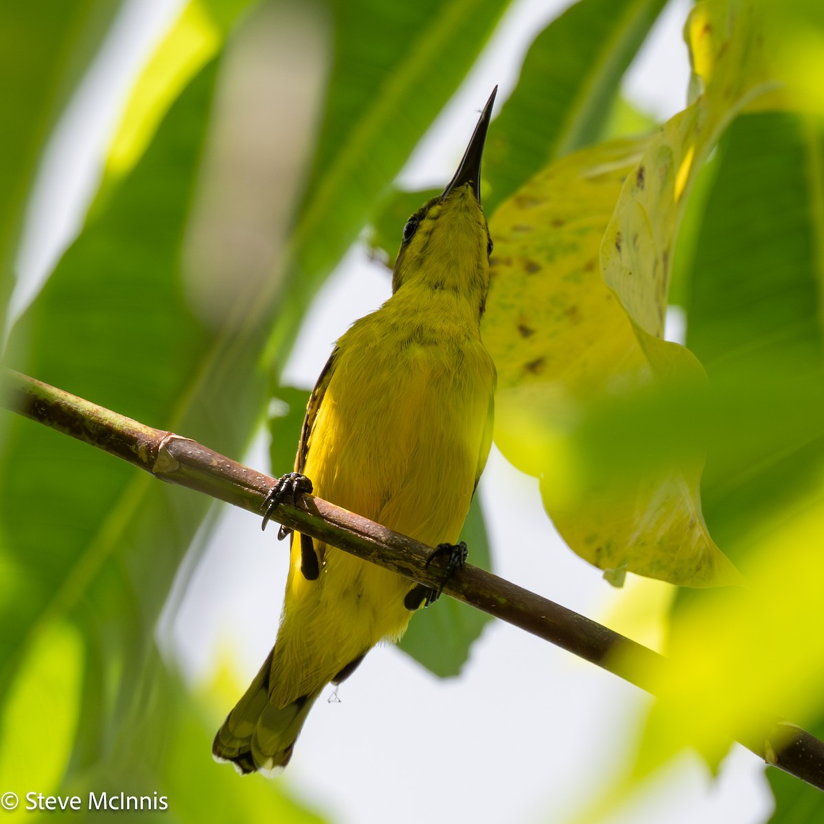 Sahul Sunbird - ML647073815