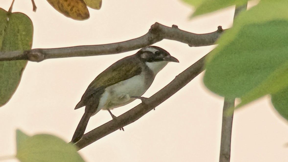 Light-vented Bulbul - ML647073823