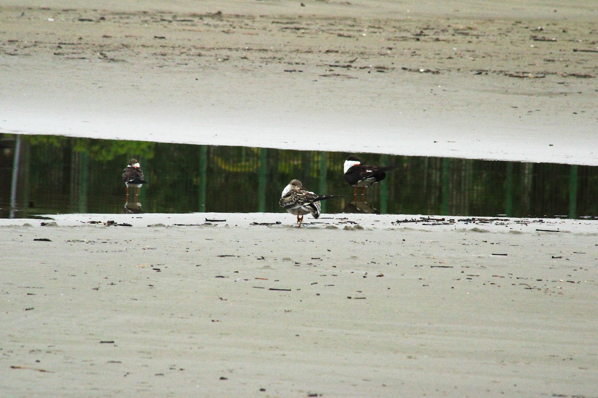 Amerikascherenschnabel - ML647073833