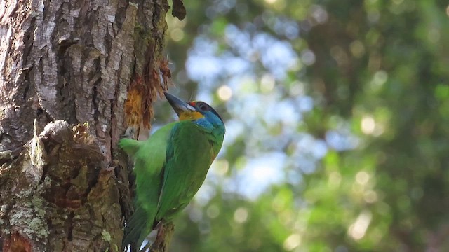Taiwan Barbet - ML647073839