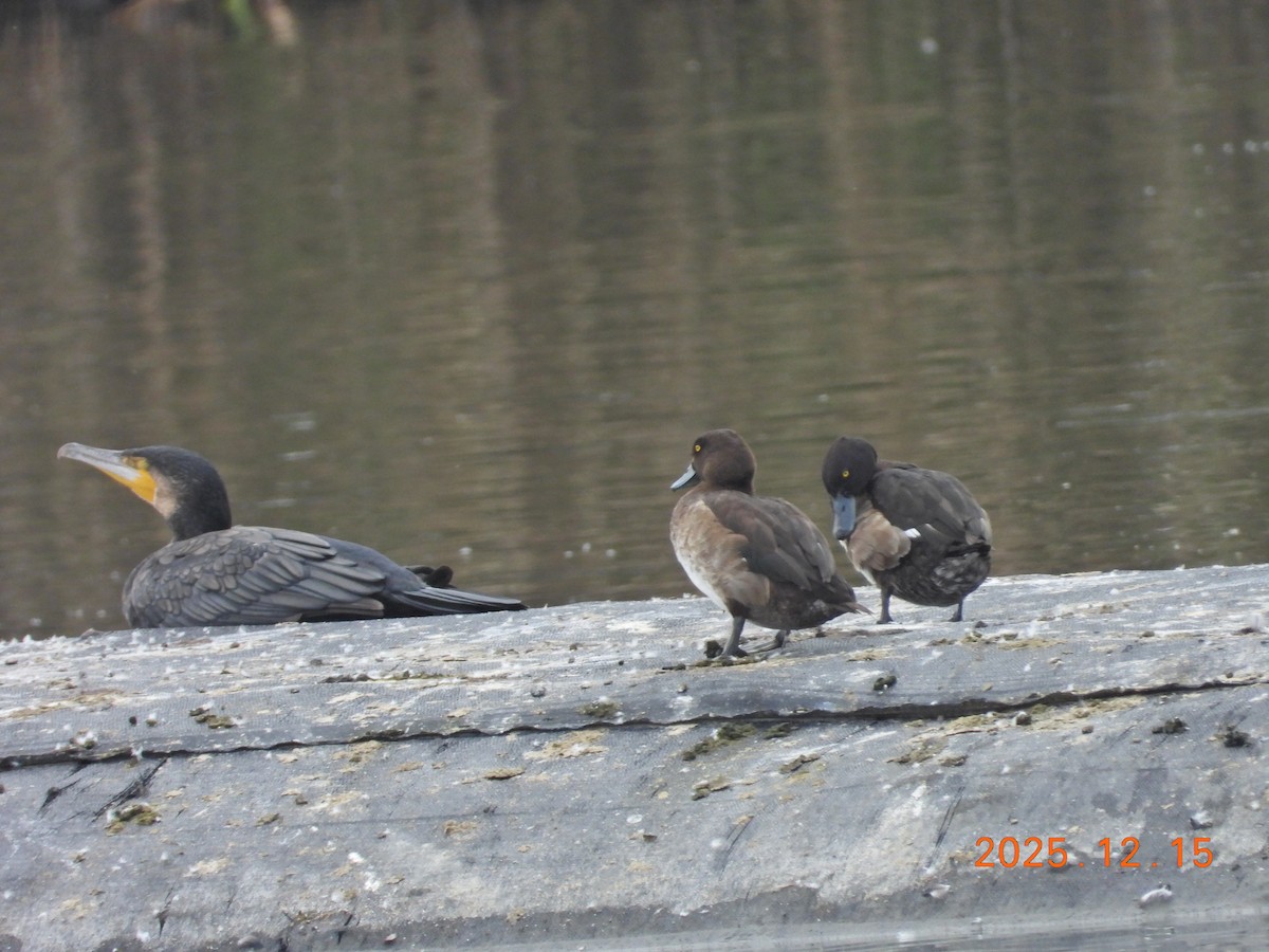 Tufted Duck - ML647073845