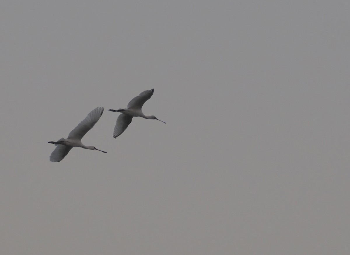 Black-faced Spoonbill - ML647073846