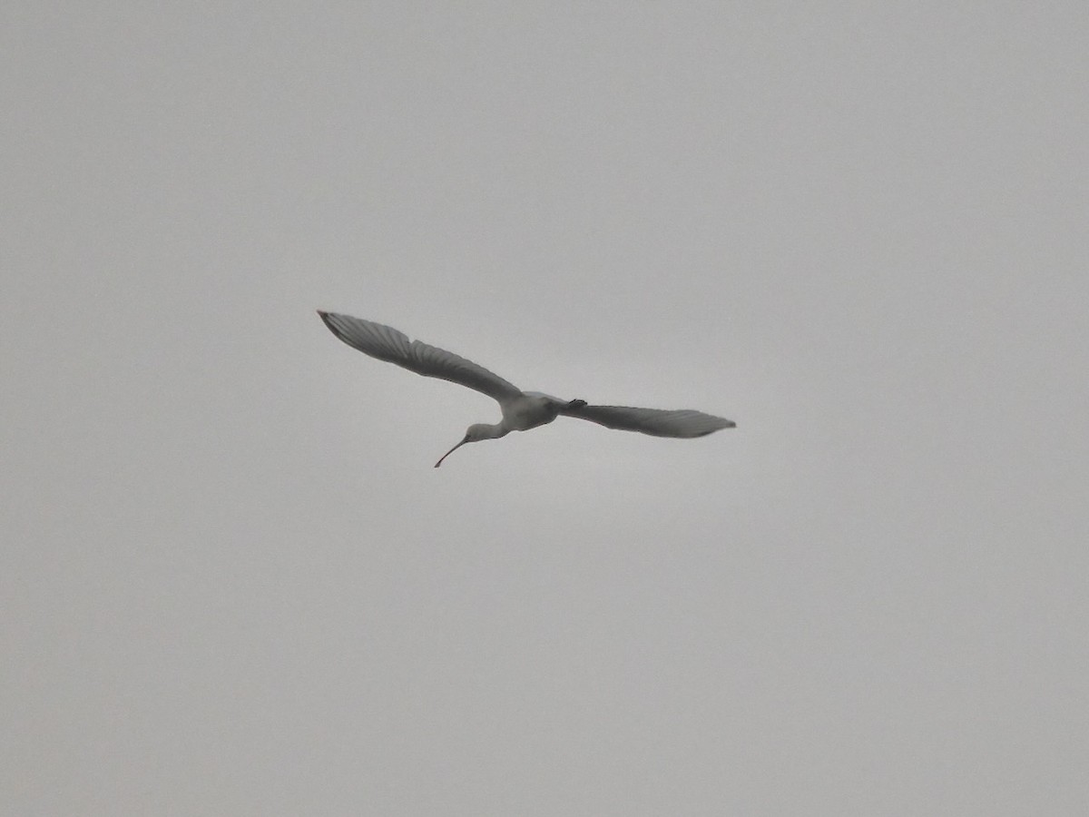 Black-faced Spoonbill - ML647073847