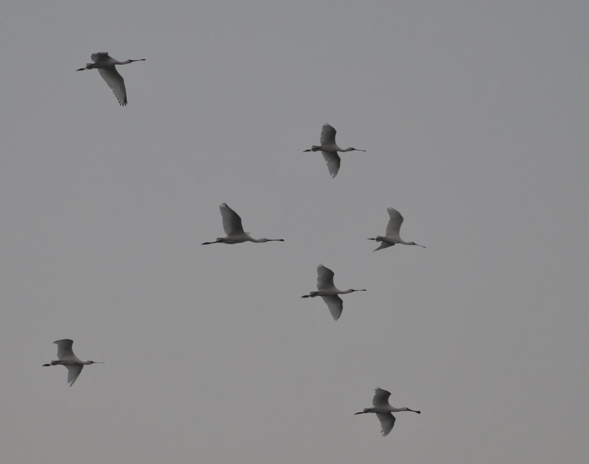 Black-faced Spoonbill - ML647073848