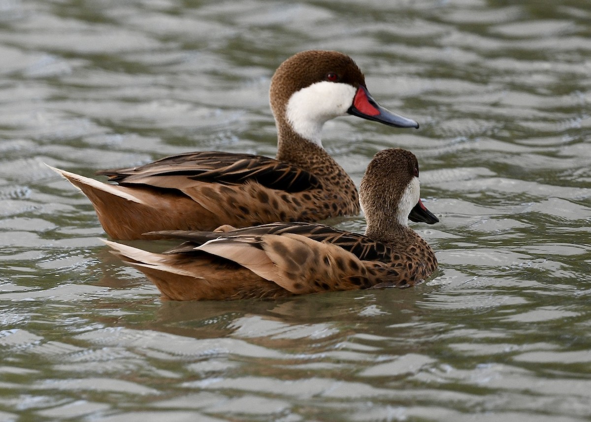 Bahamaente - ML647073859