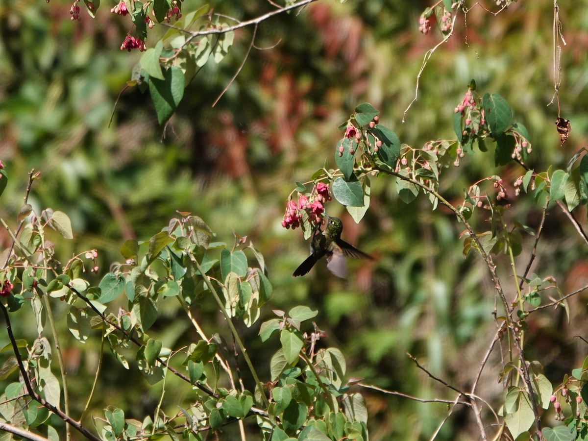 Tiryan Metalkuyruğu (smaragdinicollis) - ML647073873