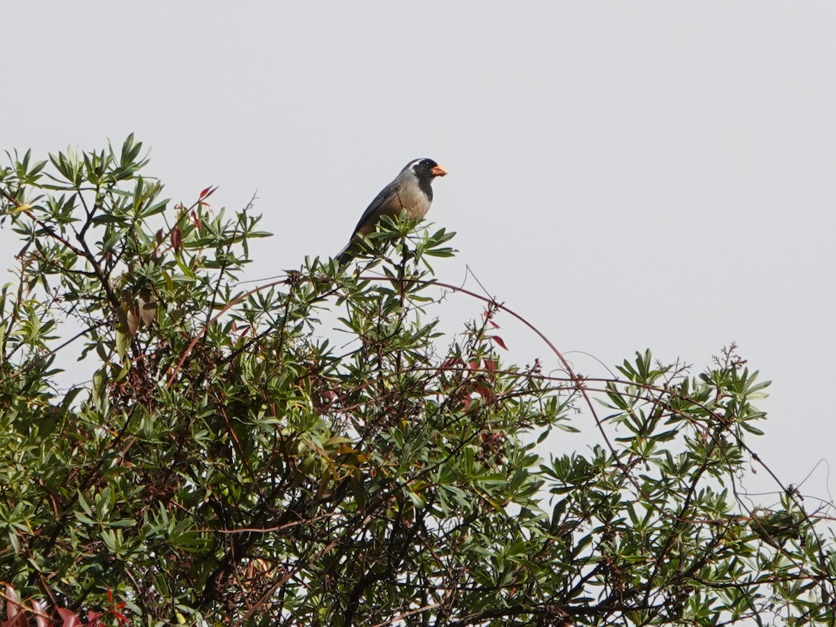 oransjenebbsaltator - ML647073875