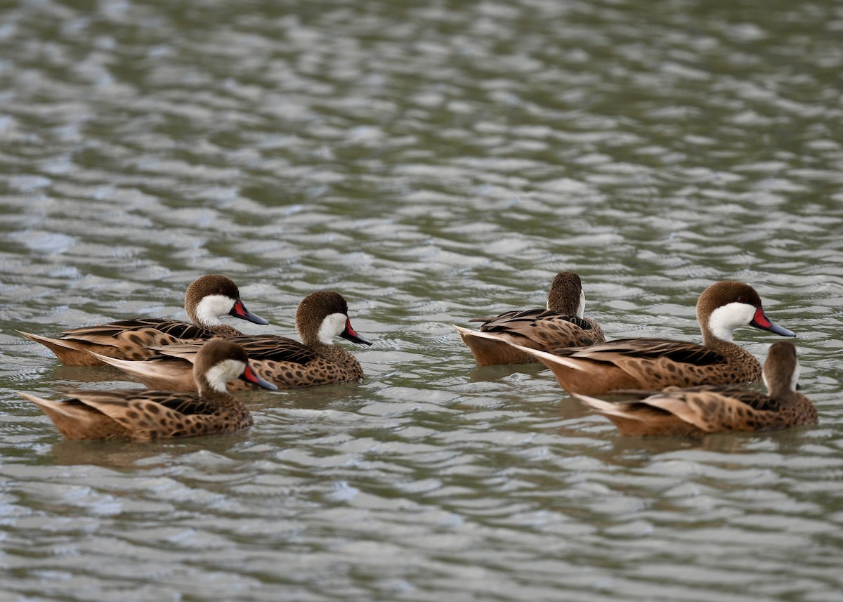 Bahamaente - ML647073877