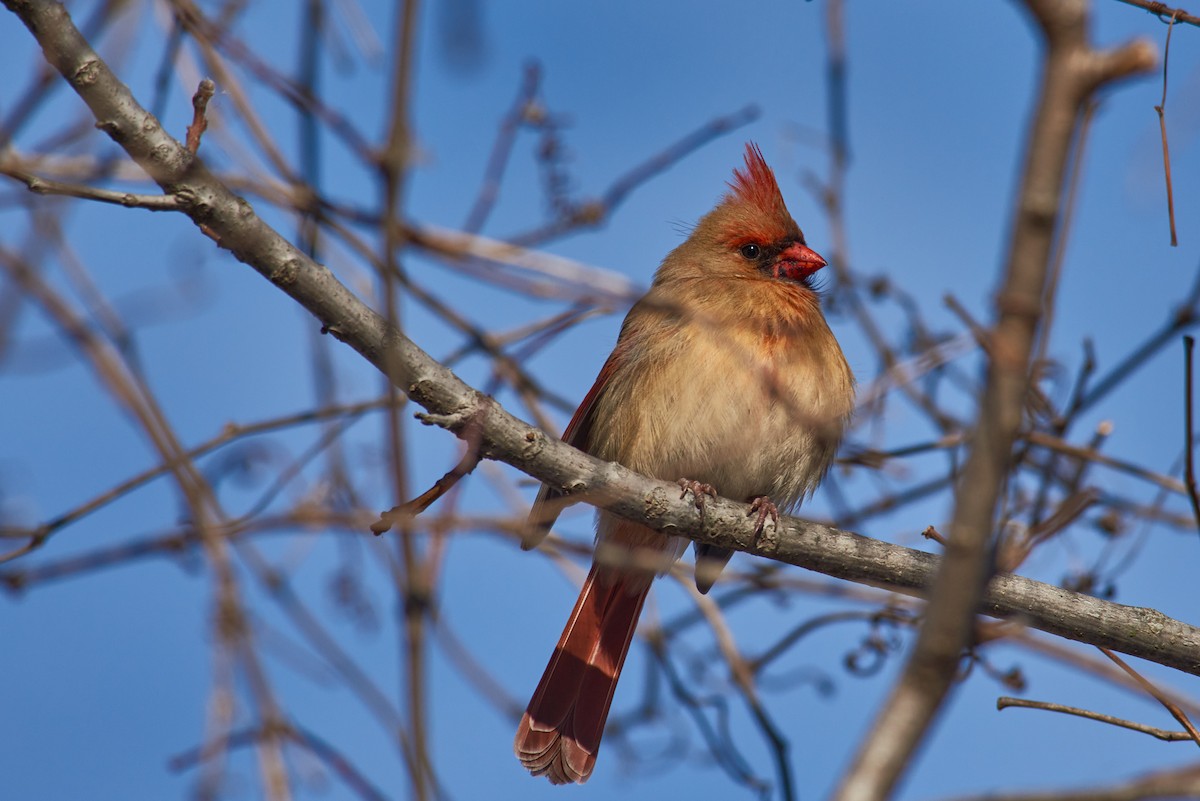 Northern Cardinal - ML647073878