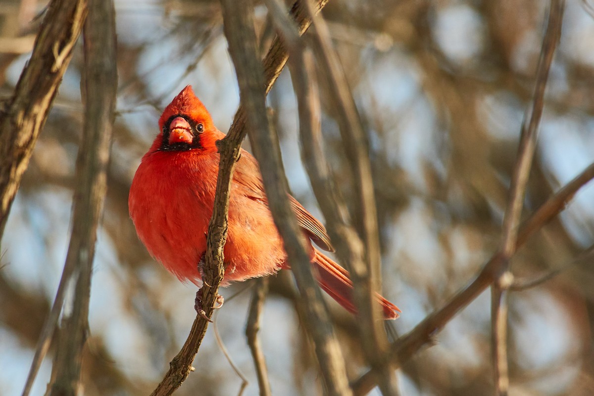 Northern Cardinal - ML647073879