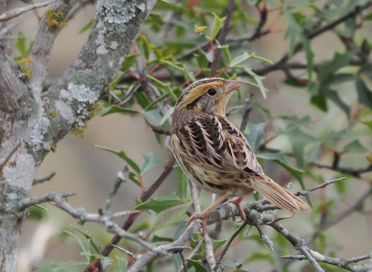 LeConte's Sparrow - ML647073892
