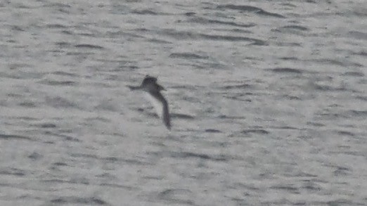 Sabine's Gull - ML647073897