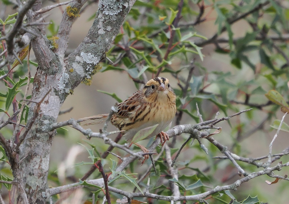 LeConte's Sparrow - ML647073898