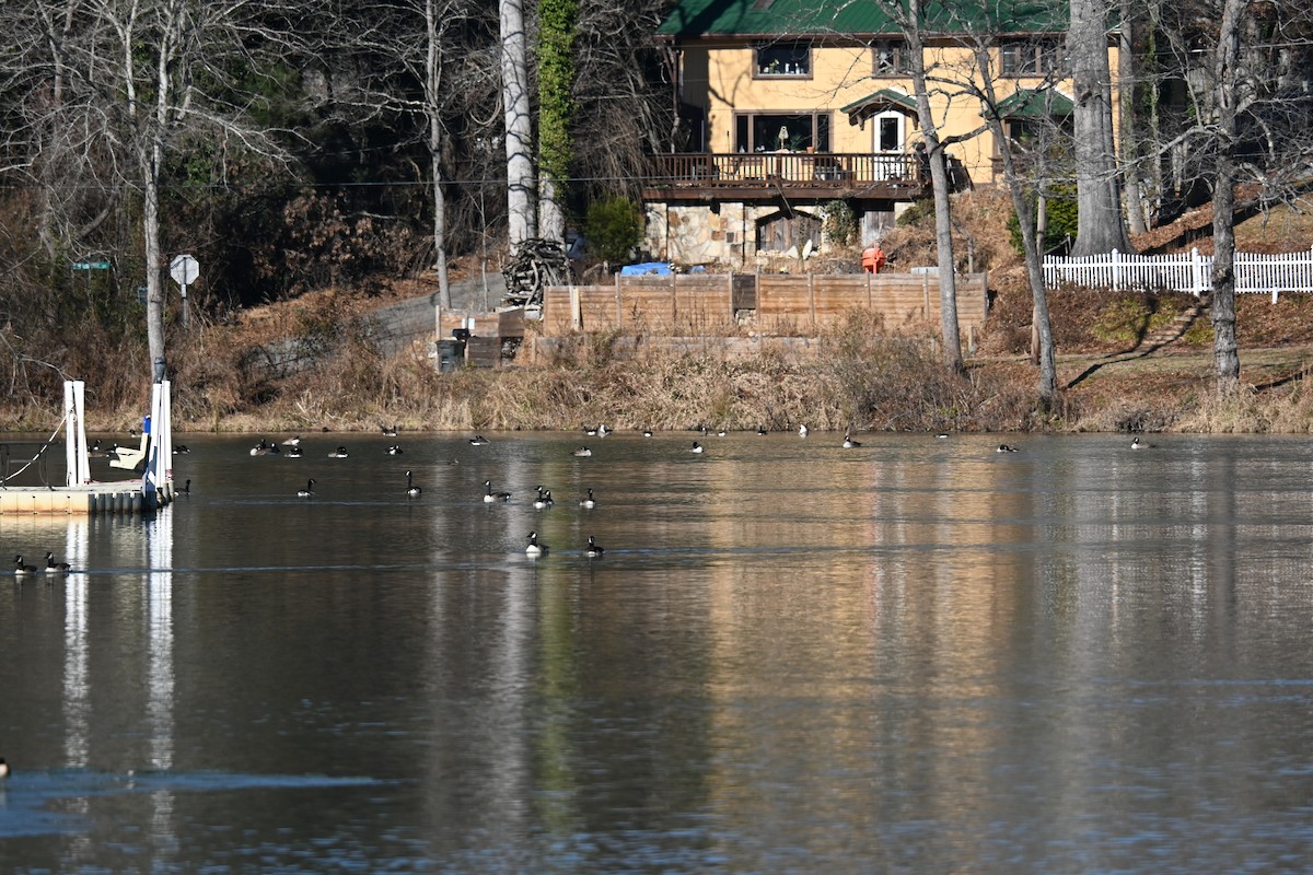 berneška velká - ML647073899