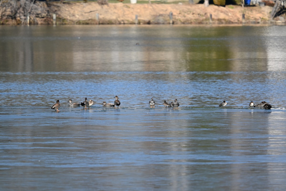 kopřivka obecná - ML647073901