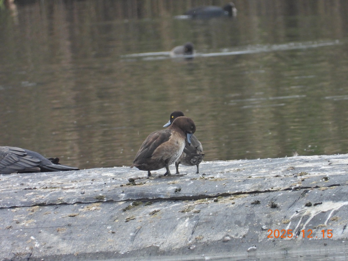 Tufted Duck - ML647073902