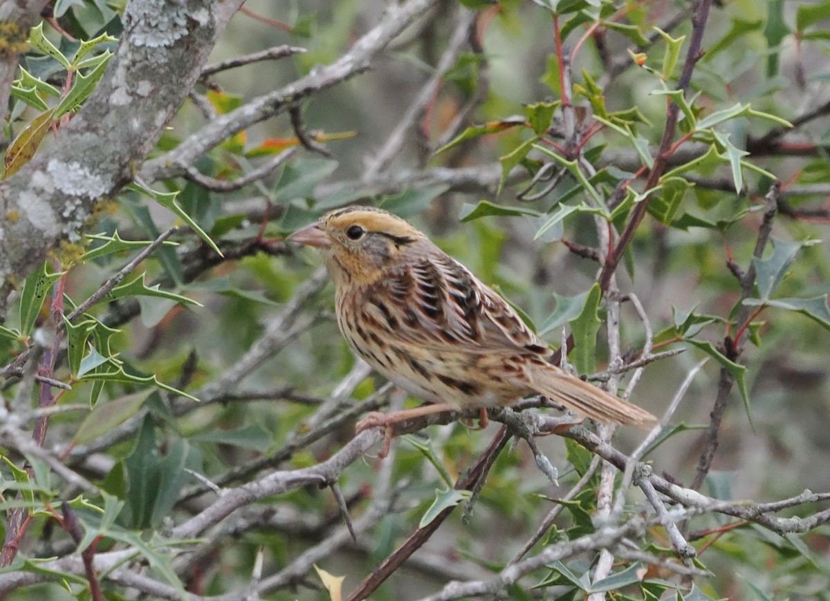 LeConte's Sparrow - ML647073903