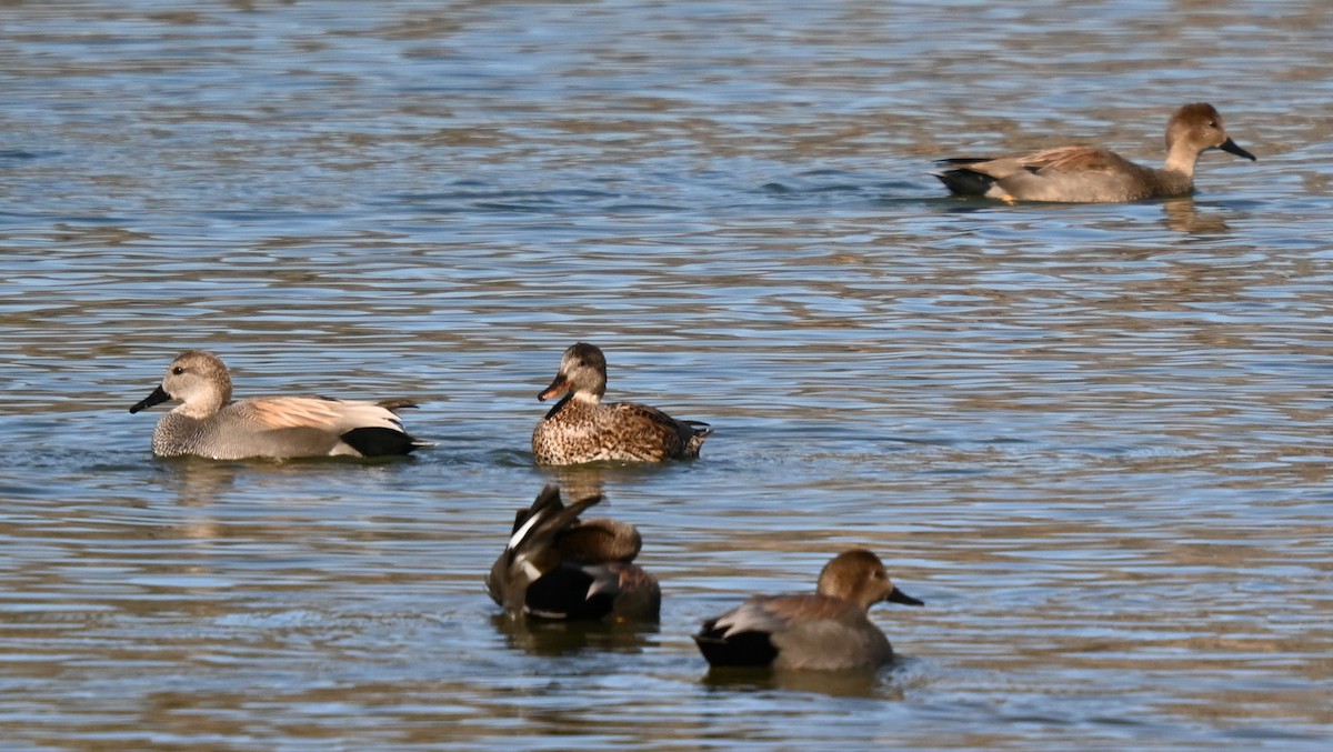 kopřivka obecná - ML647073905