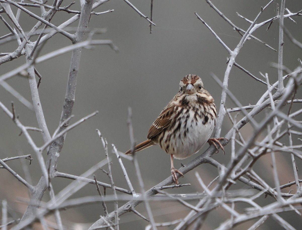 Song Sparrow - ML647073906