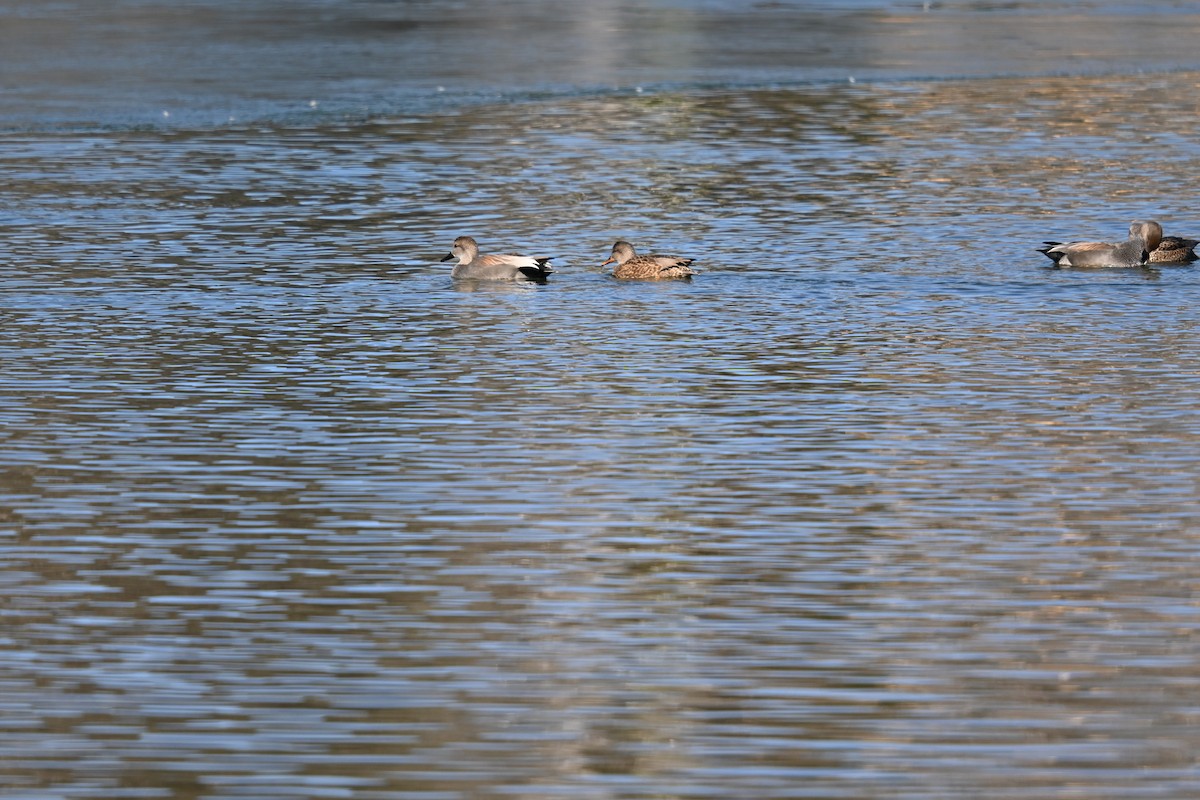 kopřivka obecná - ML647073907