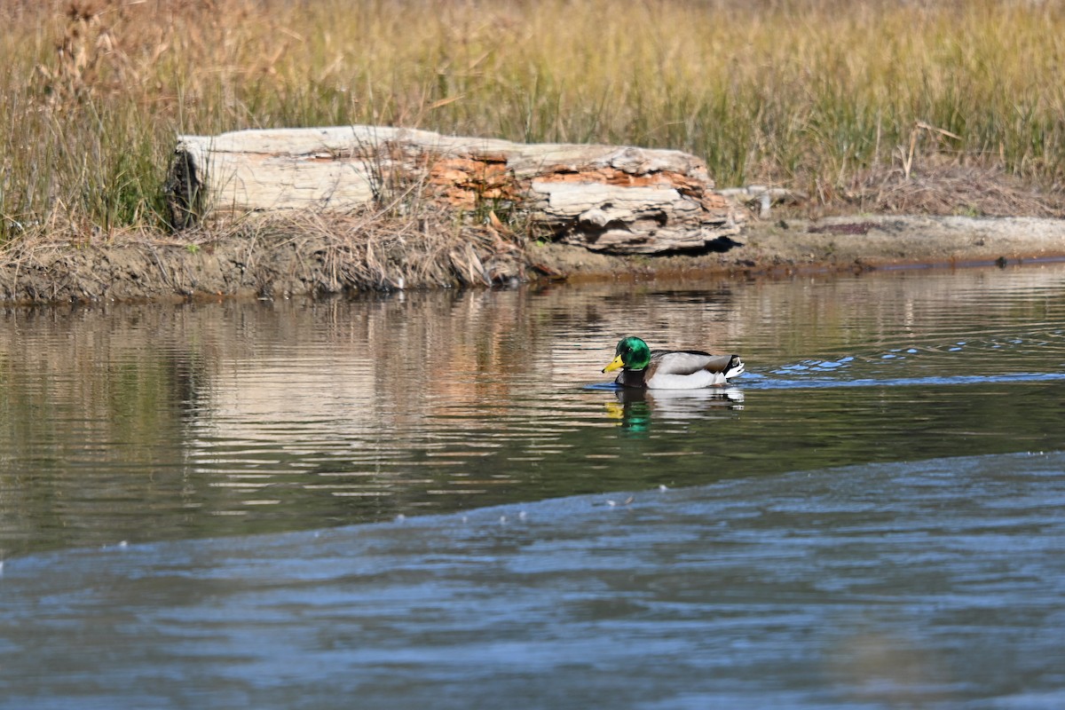 kachna divoká - ML647073909