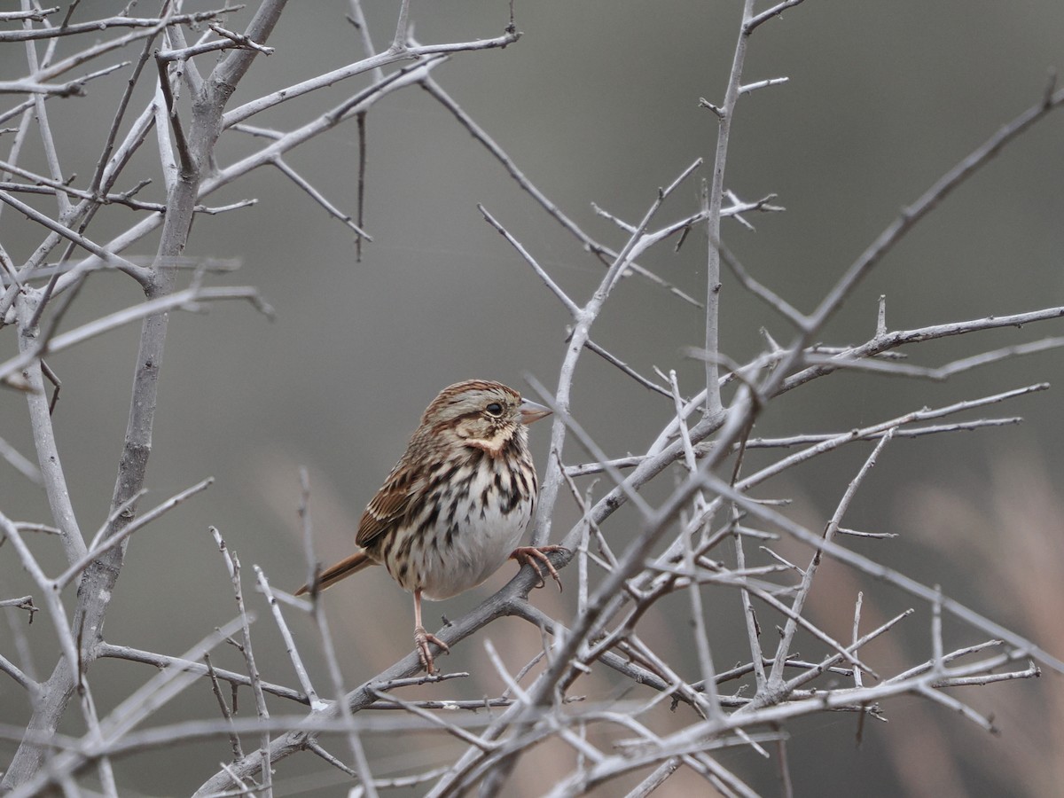 Song Sparrow - ML647073911