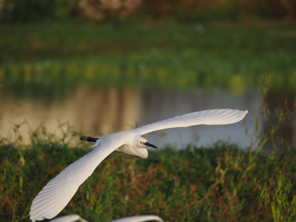 Little Egret - ML647073913