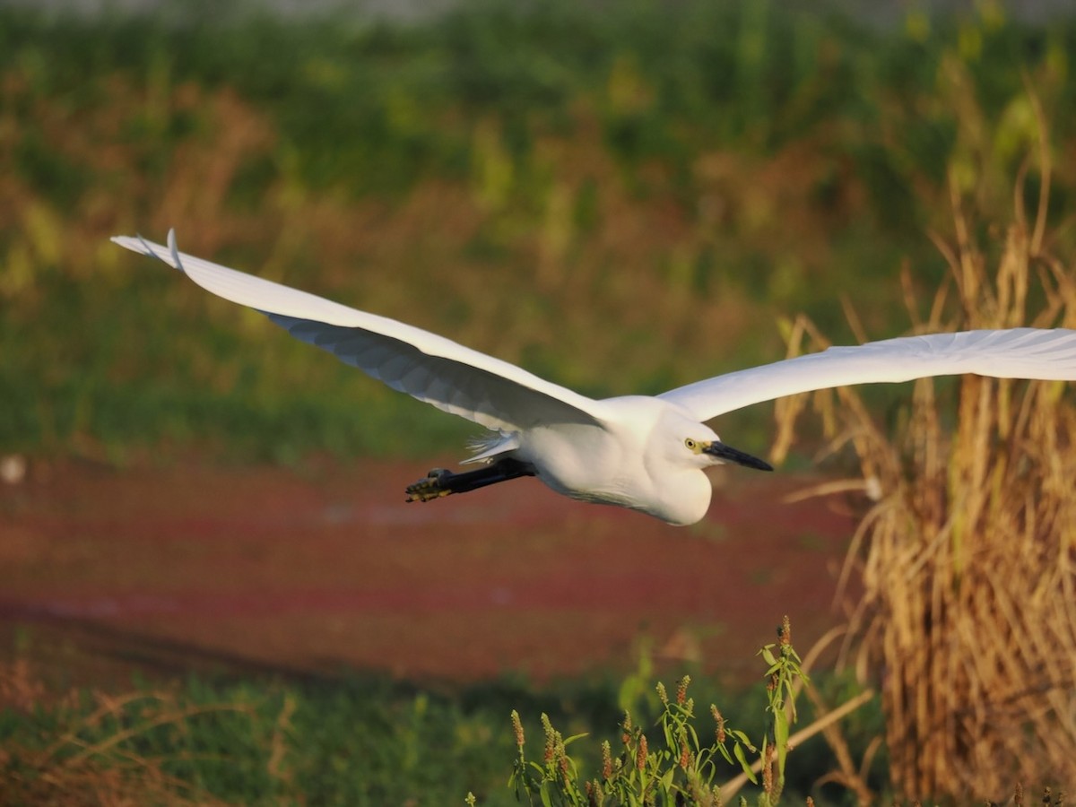 Little Egret - ML647073914