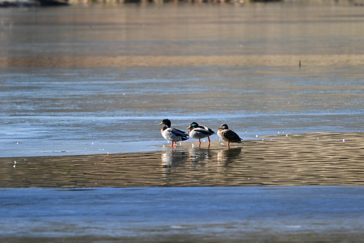 kachna divoká - ML647073915