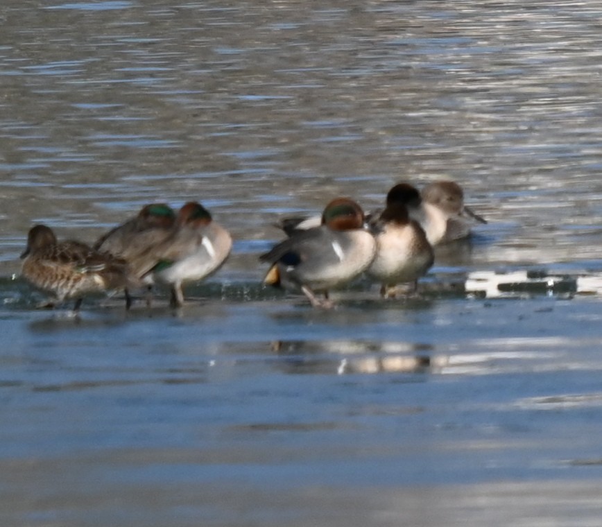 čírka obecná - ML647073920